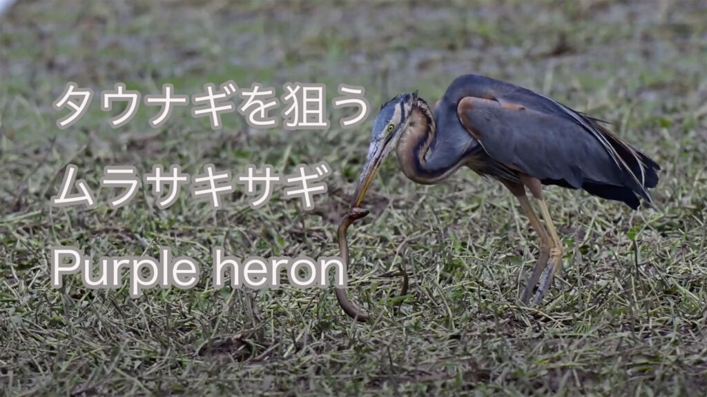 【タウナギを狙う】ムラサキサギ Purple heron