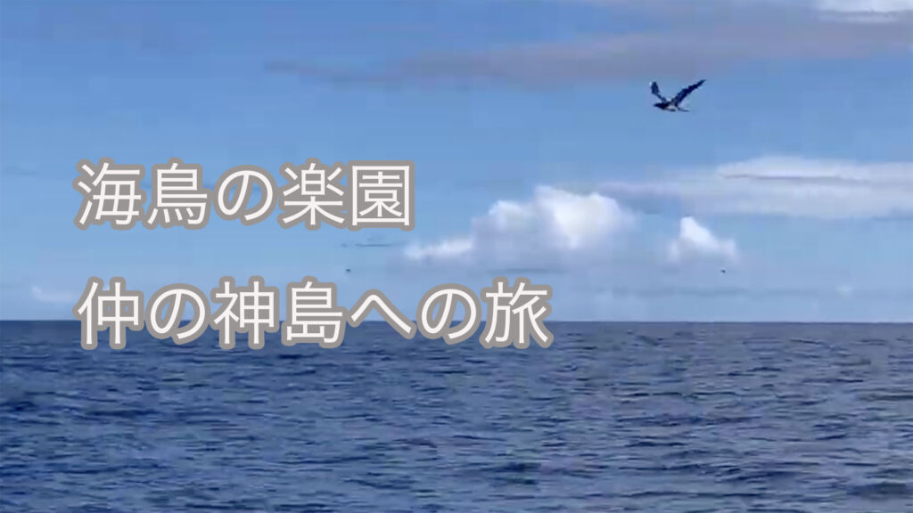 【海鳥の楽園】仲の神島への旅