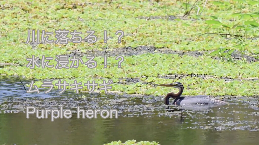 【川に落ちる！？水に浸かる！？】ムラサキサギ Purple heron