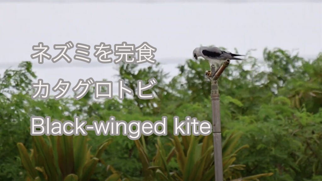 【ネズミを完食】カタグロトビ Black-winged kite