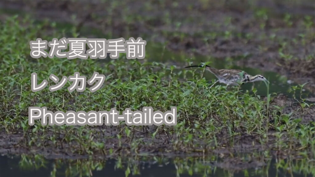 【まだ夏羽手前】レンカク Pheasant-tailed