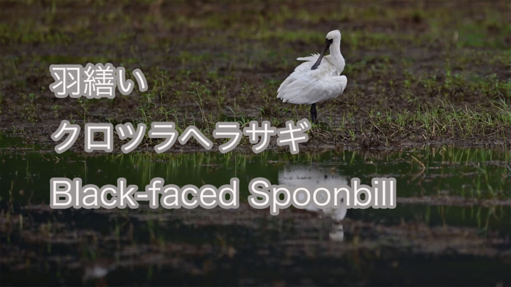 【羽繕い】クロツラヘラサギ Black-faced Spoonbill