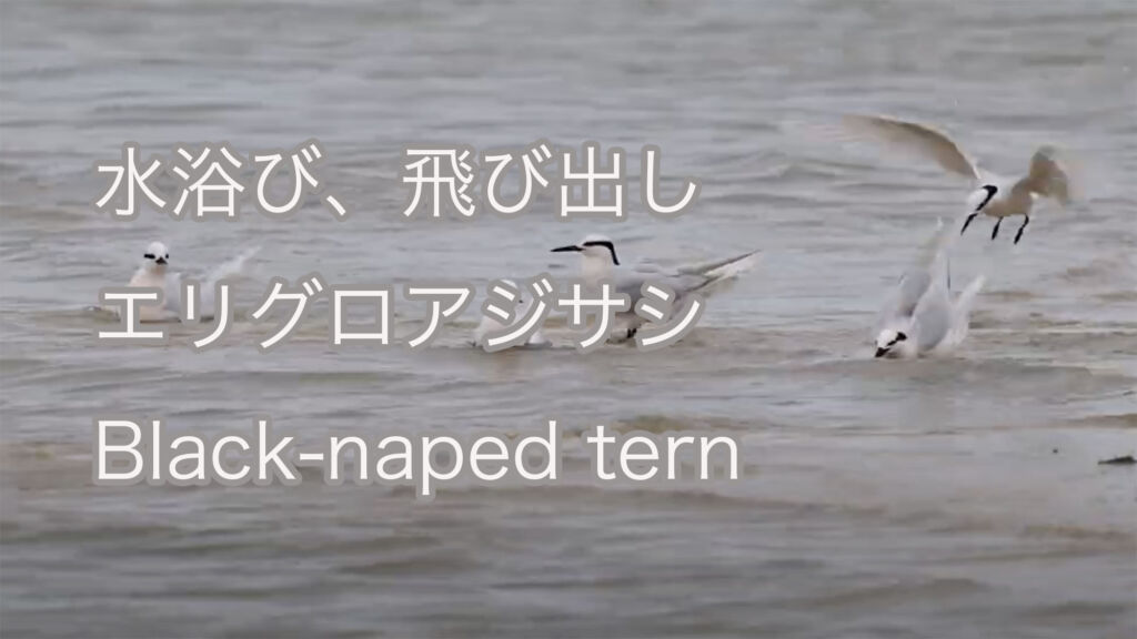 【水浴び、飛び出し】エリグロアジサシ Black-naped tern