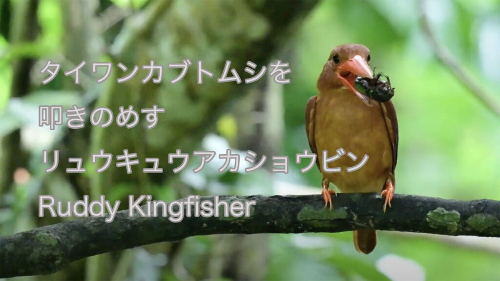【タイワンカブトムシを叩きのめす】リュウキュウアカショウビン Ruddy Kingfisher