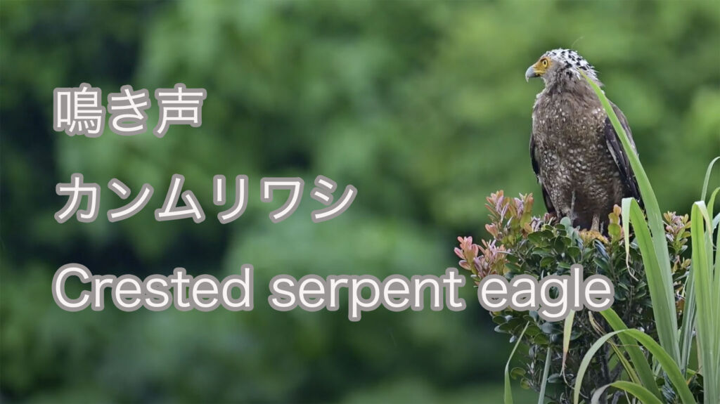 【鳴き声】カンムリワシ Crested serpent eagle