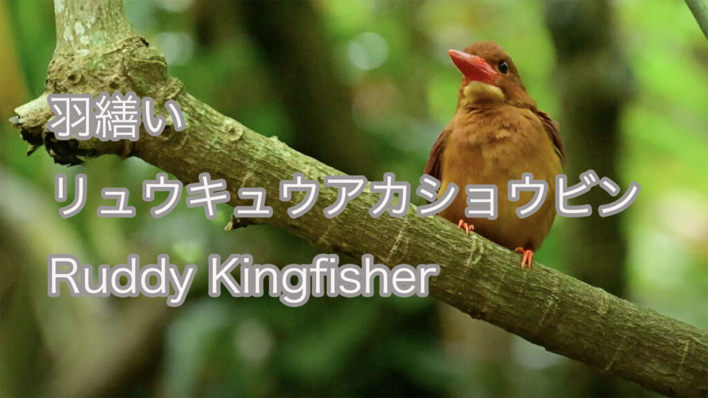 【羽繕い】 リュウキュウアカショウビン  Ruddy Kingfisher