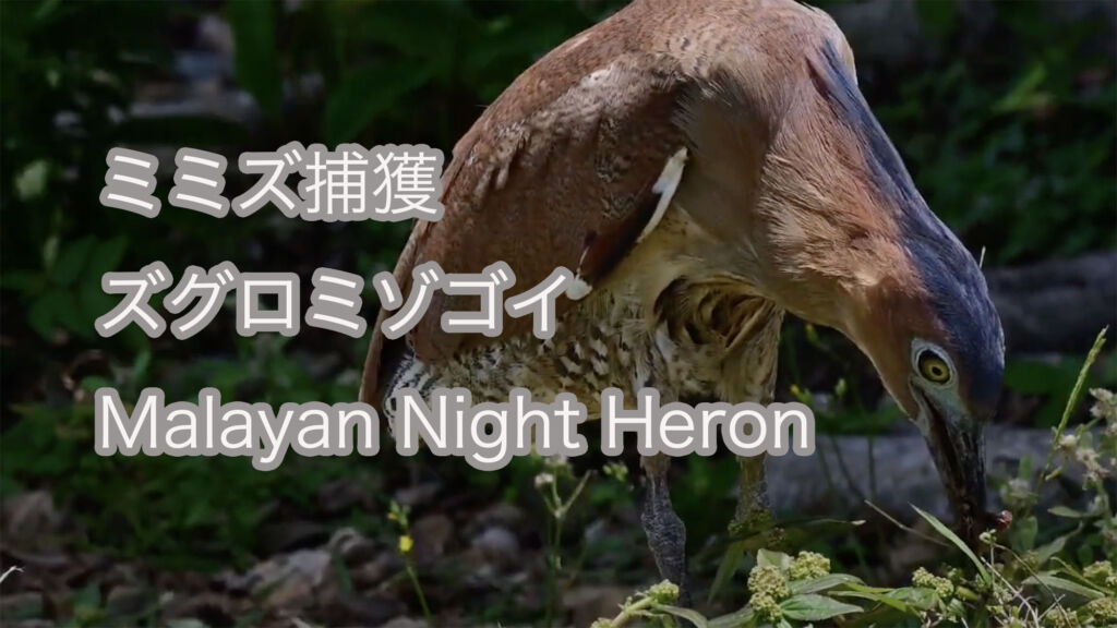 【ミミズ捕獲】ズグロミゾゴイ Malayan Night Heron