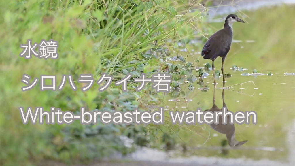 【水鏡】シロハラクイナ若  White-breasted waterhen