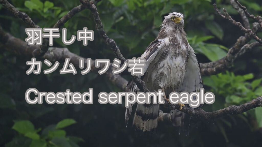 【羽干し中】カンムリワシ若 Crested serpent eagle