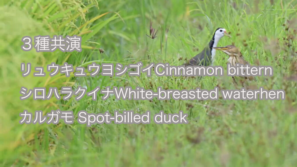 【３種共演】リュウキュウヨシゴイ＆シロハラクイナ＆カルガモ Cinnamon bittern&White-breasted waterhen&spot-billed duck