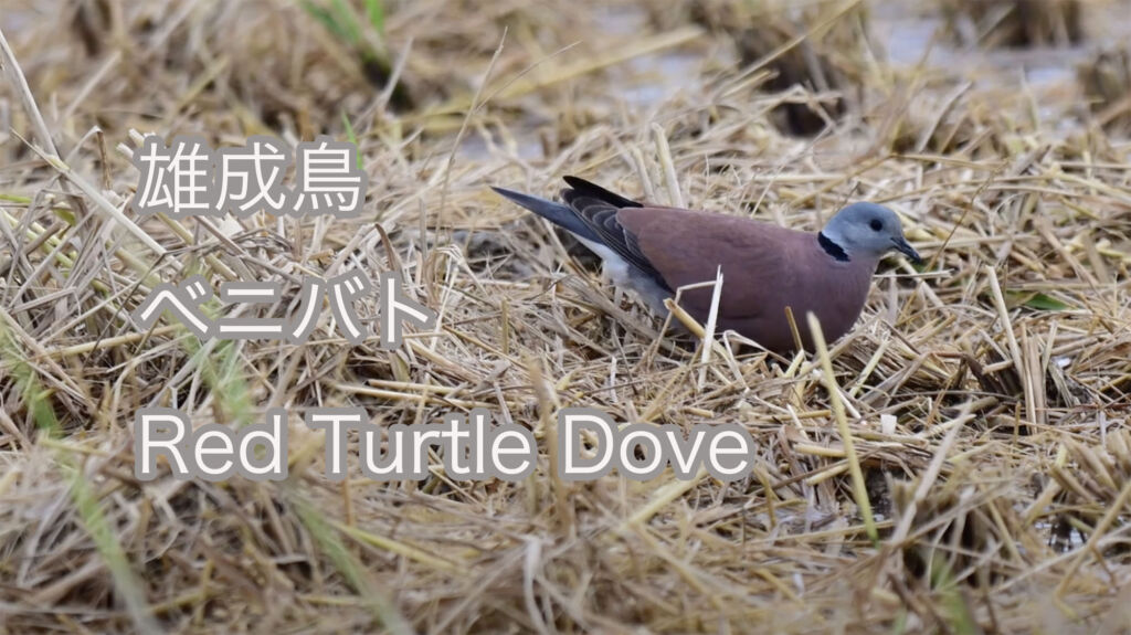 【雄成鳥】ベニバト Red Turtle Dove