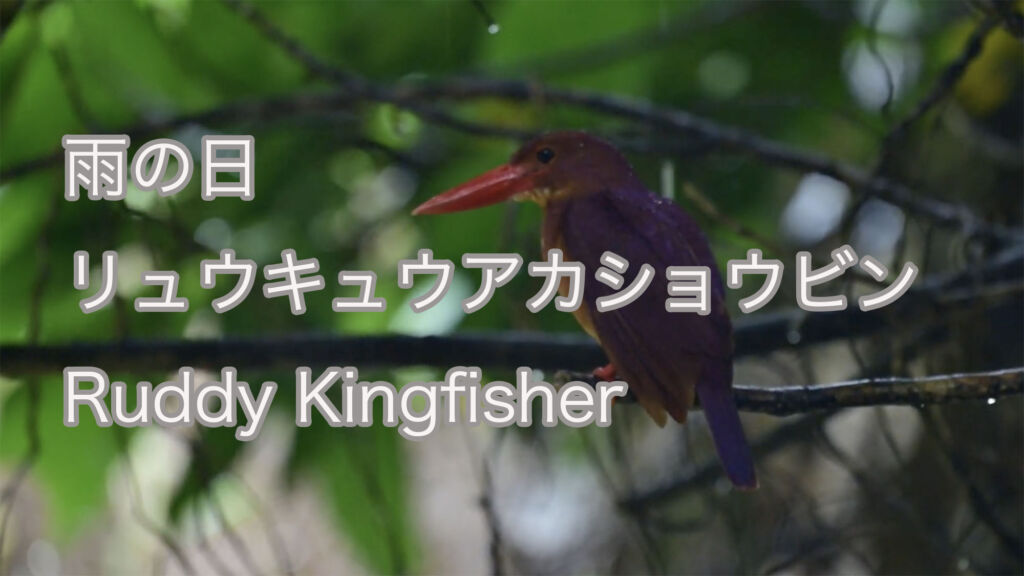 【雨の日】リュウキュウアカショウビン Ruddy Kingfisher