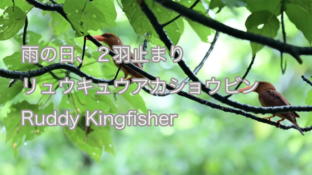 【雨の日、２羽止まり】リュウキュウアカショウビン Ruddy Kingfisher