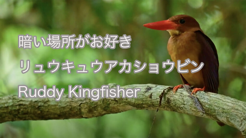 【暗い場所がお好き】リュウキュウアカショウビン Ruddy Kingfisher