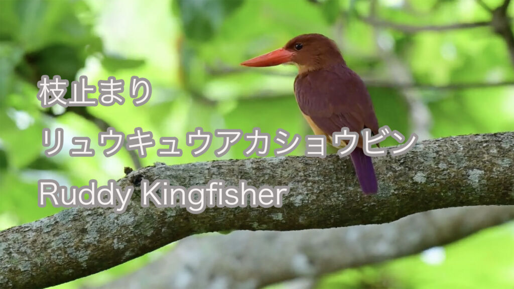 【枝止まり】リュウキュウアカショウビン Ruddy Kingfisher