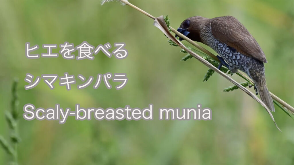 【ヒエを食べる】シマキンパラ Scaly-breasted munia