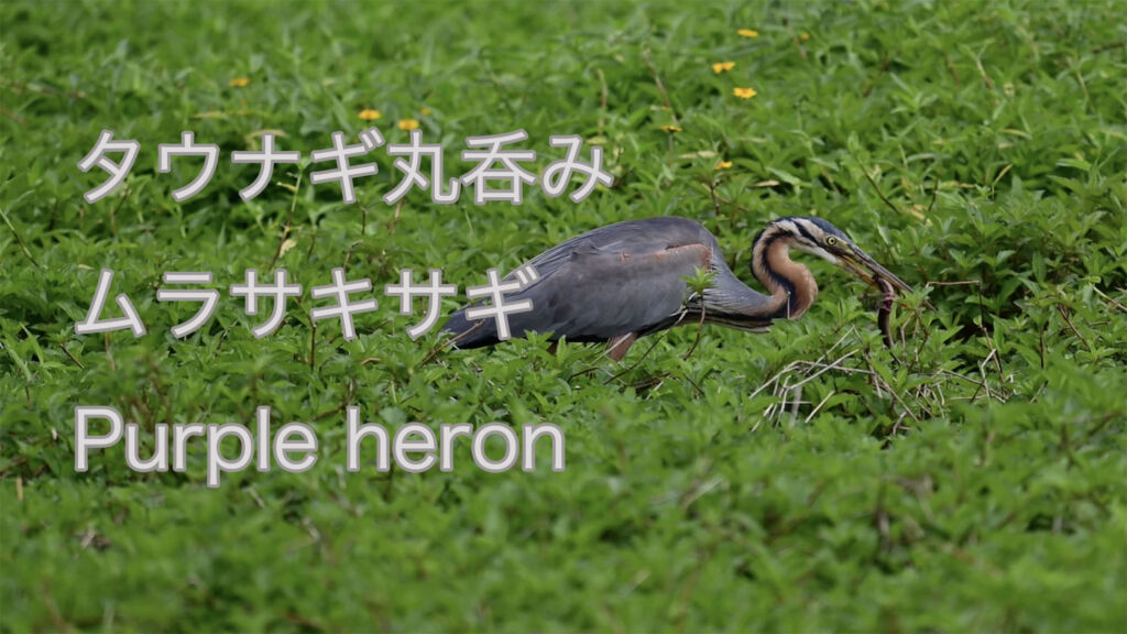 【タウナギ丸呑み】ムラサキサギ Purple heron