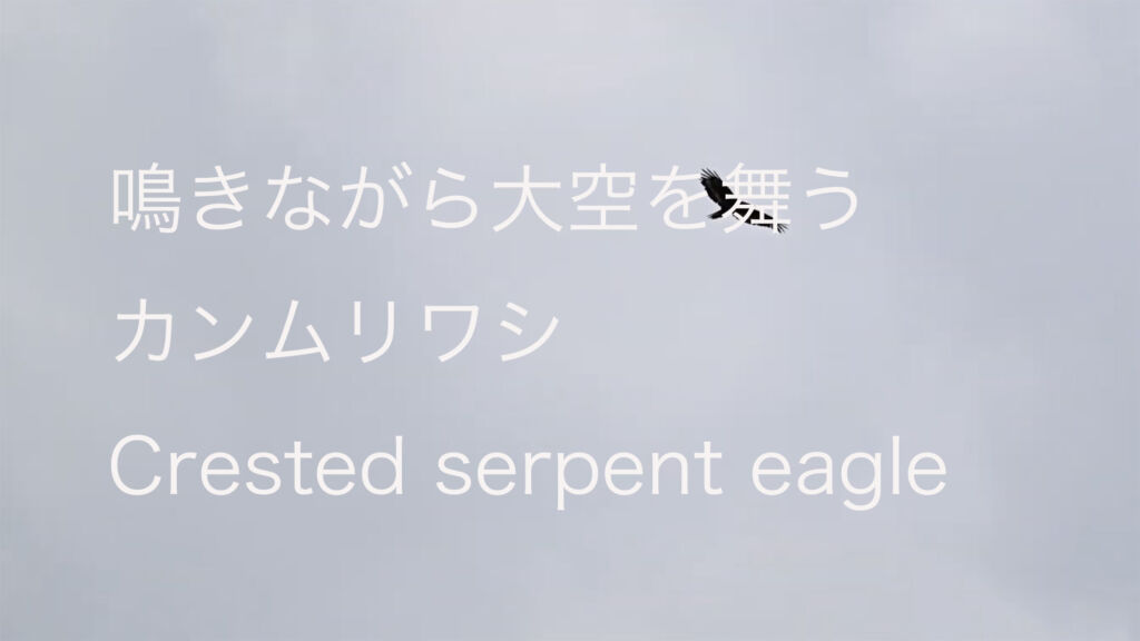 【鳴きながら大空を舞う】カンムリワシ Crested serpent eagle