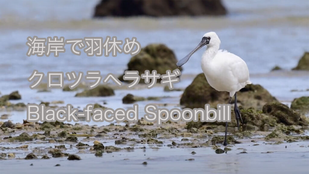 【海岸で羽休め】クロツラヘラサギ Black-faced Spoonbill