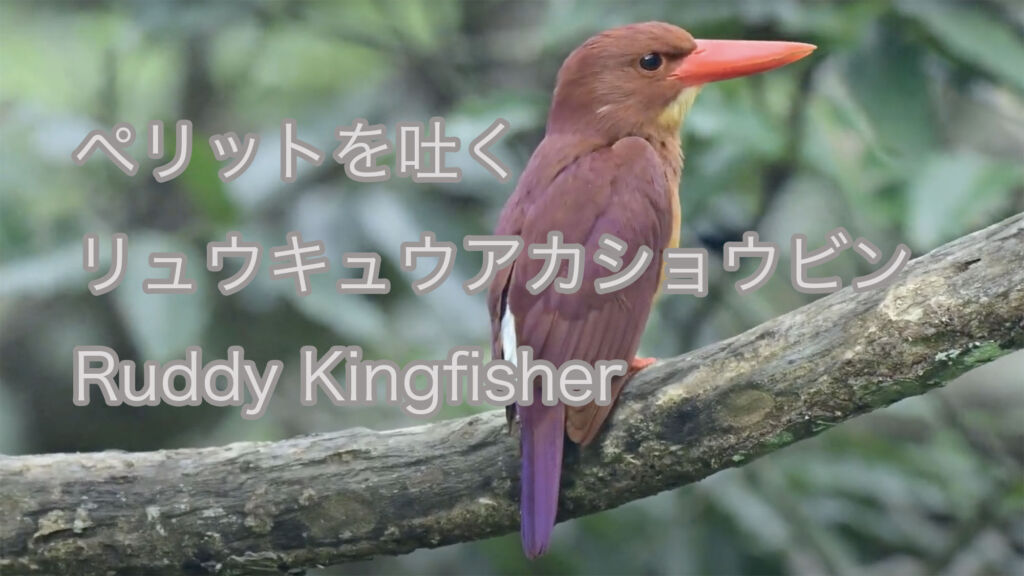 【ペリットを吐く】リュウキュウアカショウビン Ruddy Kingfisher