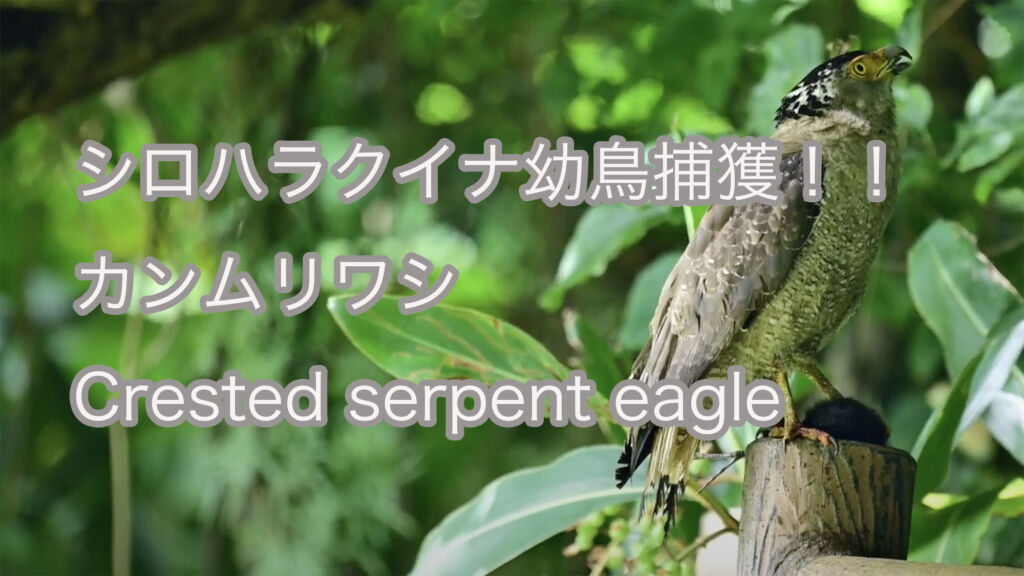 【シロハラクイナ幼鳥捕獲！！】カンムリワシ Crested serpent eagle