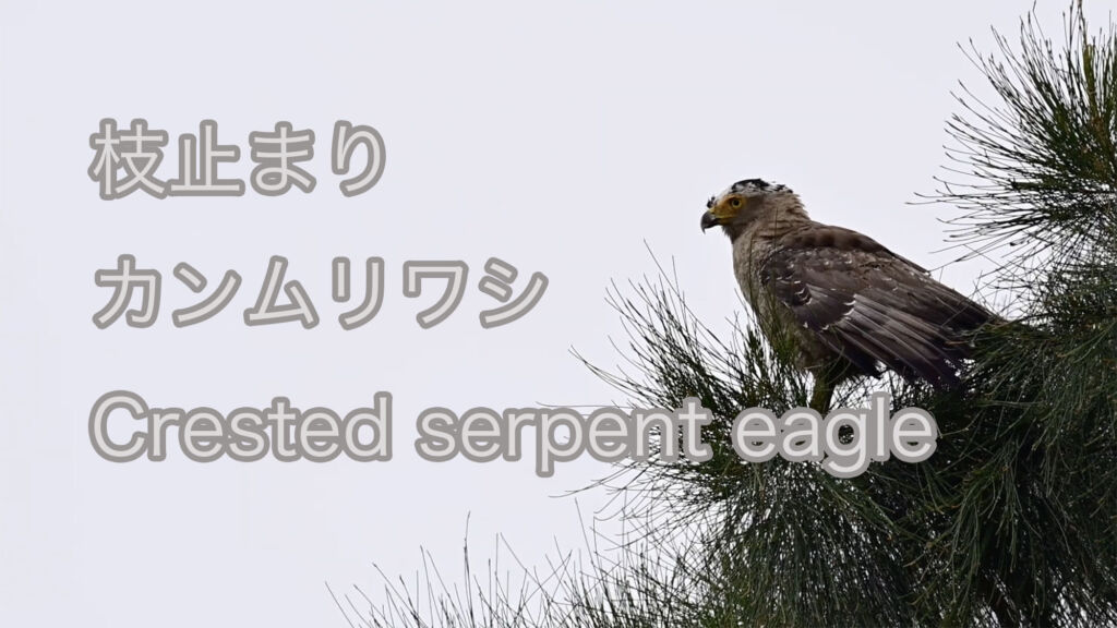 【枝止まり】カンムリワシ Crested serpent eagle