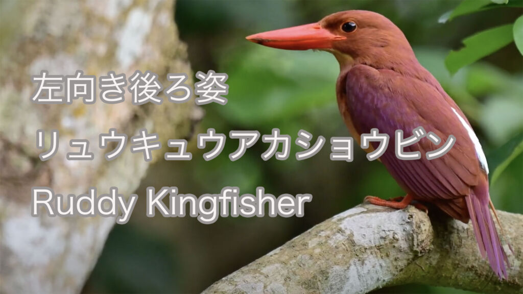 【左向き後ろ姿】リュウキュウアカショウビン Ruddy Kingfisher