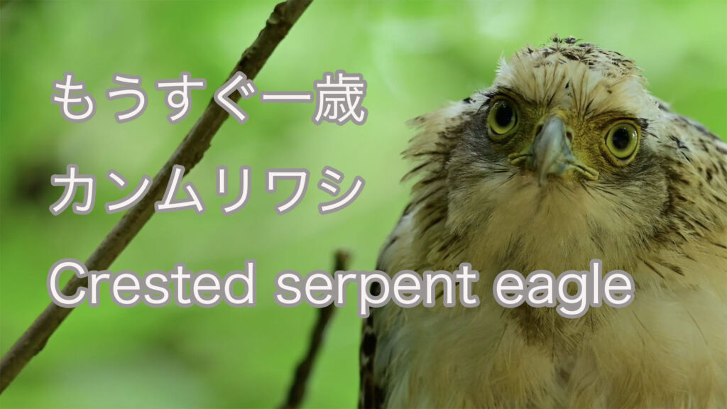 【もうすぐ一歳】カンムリワシ Crested serpent eagle