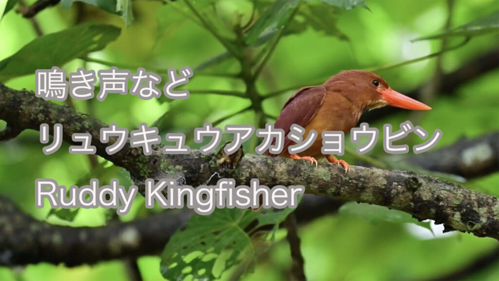 【鳴き声】リュウキュウアカショウビン Ruddy Kingfisher