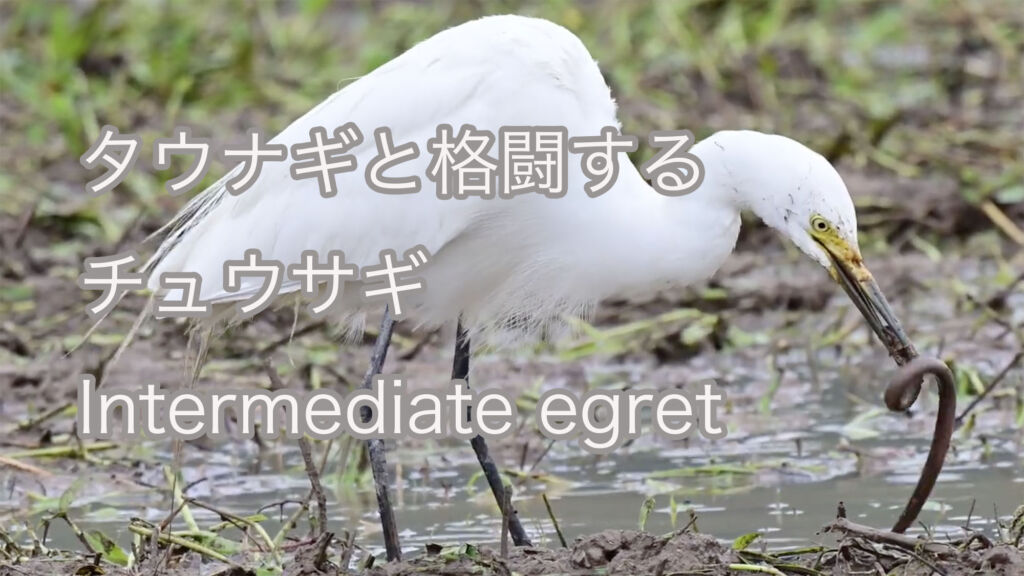 【タウナギと格闘する】チュウサギ Intermediate egret