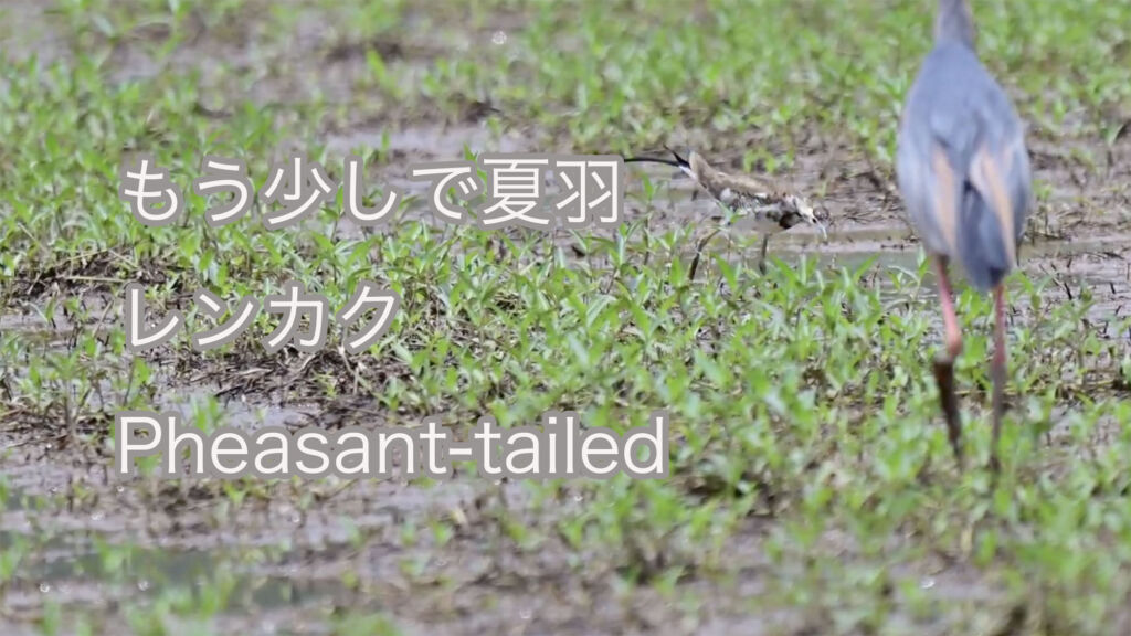 【もう少しで夏羽】レンカク Pheasant-tailed