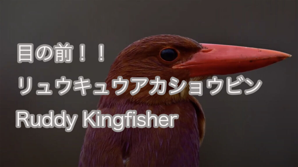 【目の前！！】リュウキュウアカショウビン Ruddy Kingfisher