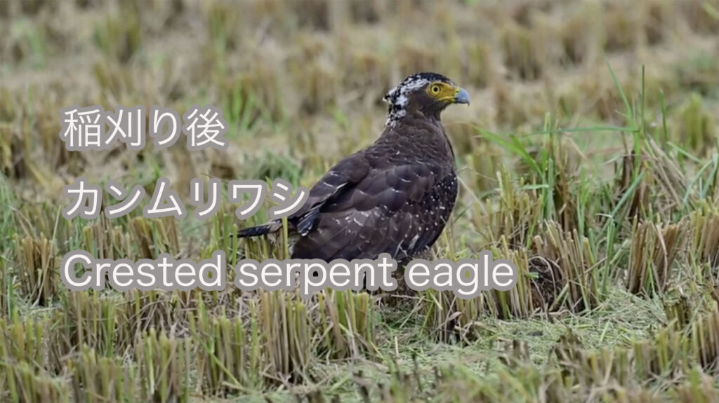 【稲刈り後】カンムリワシ Crested serpent eagle