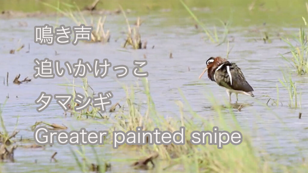 【鳴き声、追いかけっこ】タマシギ greater painted snipe