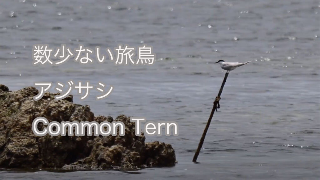 【数少ない旅鳥】アジサシ Common Tern