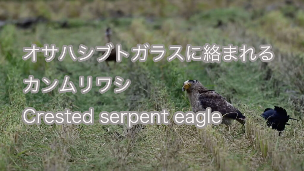 【オサハシブトガラスに絡まれる】カンムリワシ Crested serpent eagle