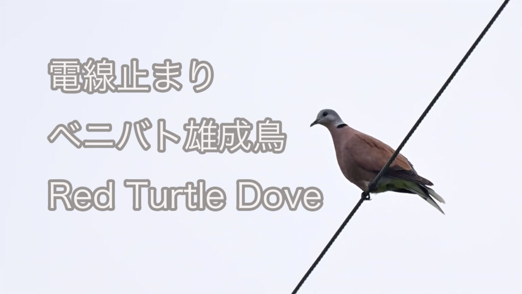 【電線止まり】ベニバト雄成鳥 Red Turtle Dove