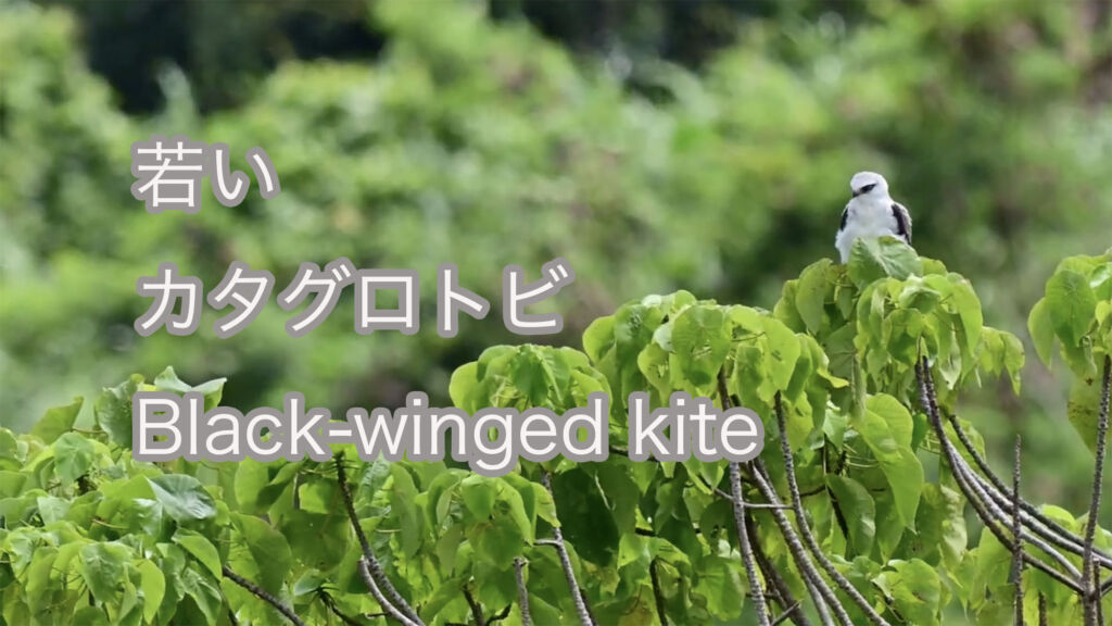 【若い】 カタグロトビ Black-winged kite