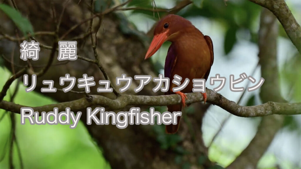 【綺麗】リュウキュウアカショウビン Ruddy Kingfisher