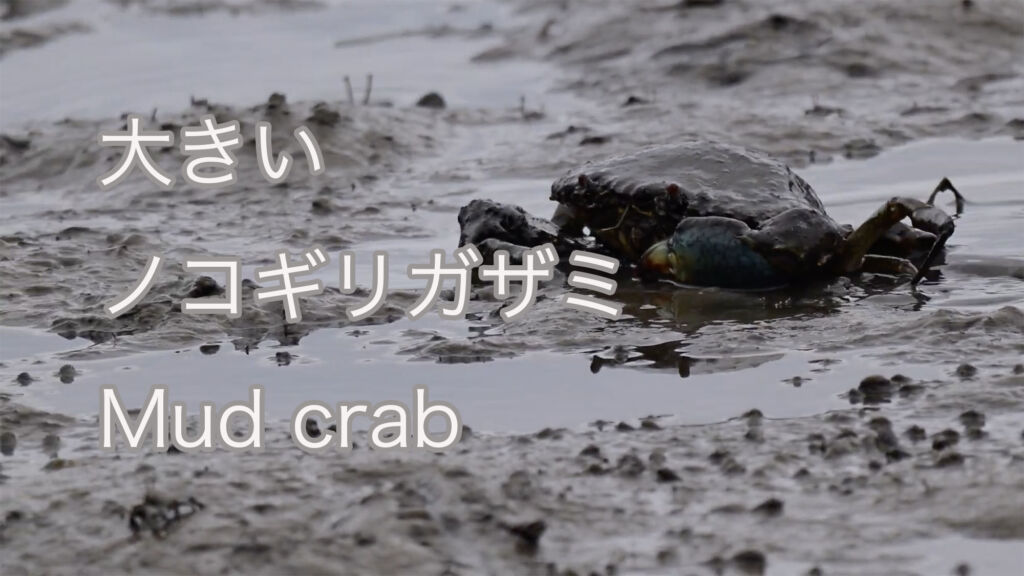 【大きい】ノコギリガザミ Mud crab