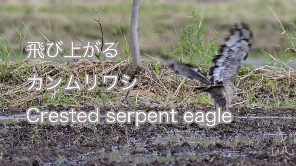 【飛び上がる】 カンムリワシ  Crested serpent eagle