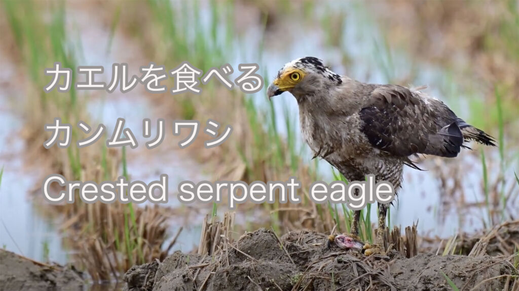 【カエルを食べる】カンムリワシ Crested serpent eagle