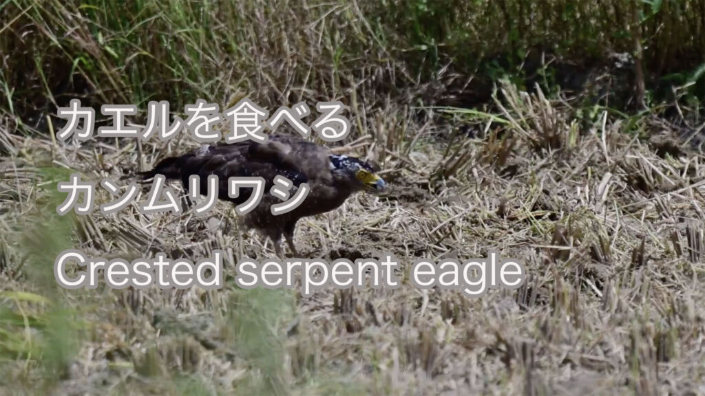 【カエルを食べる】カンムリワシ Crested serpent eagle