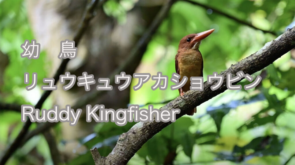 【幼鳥】リュウキュウアカショウビン Ruddy Kingfisher