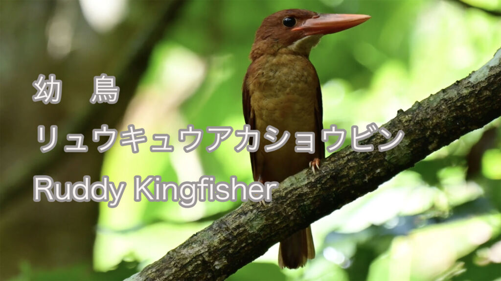 【幼鳥】リュウキュウアカショウビン Ruddy Kingfisher