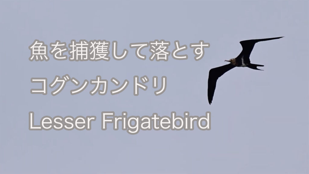 【魚を捕獲して落とす】コグンカンドリ Lesser Frigatebird