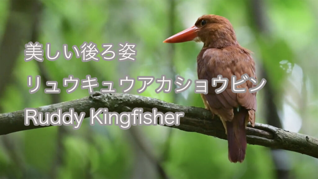 【美しい後ろ姿】リュウキュウアカショウビン Ruddy Kingfisher