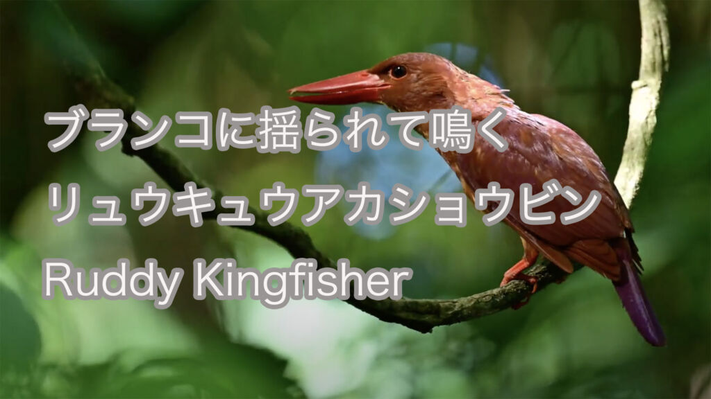 【ブランコに揺られて鳴く】 リュウキュウアカショウビン  Ruddy Kingfisher