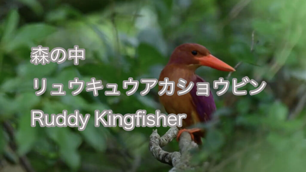 【森の中】リュウキュウアカショウビン Ruddy Kingfisher