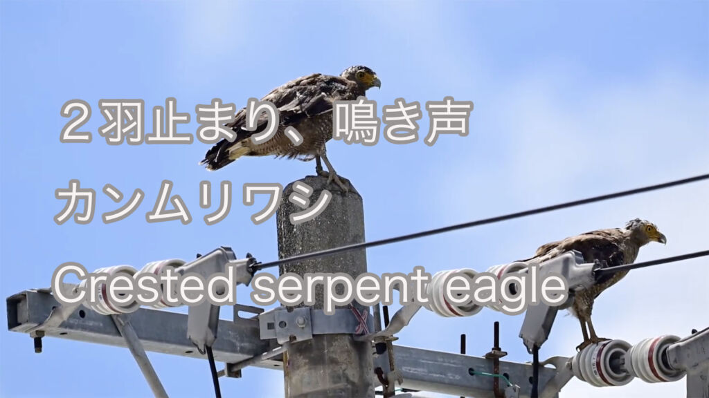 【２羽止まり、鳴き声】カンムリワシ Crested serpent eagle